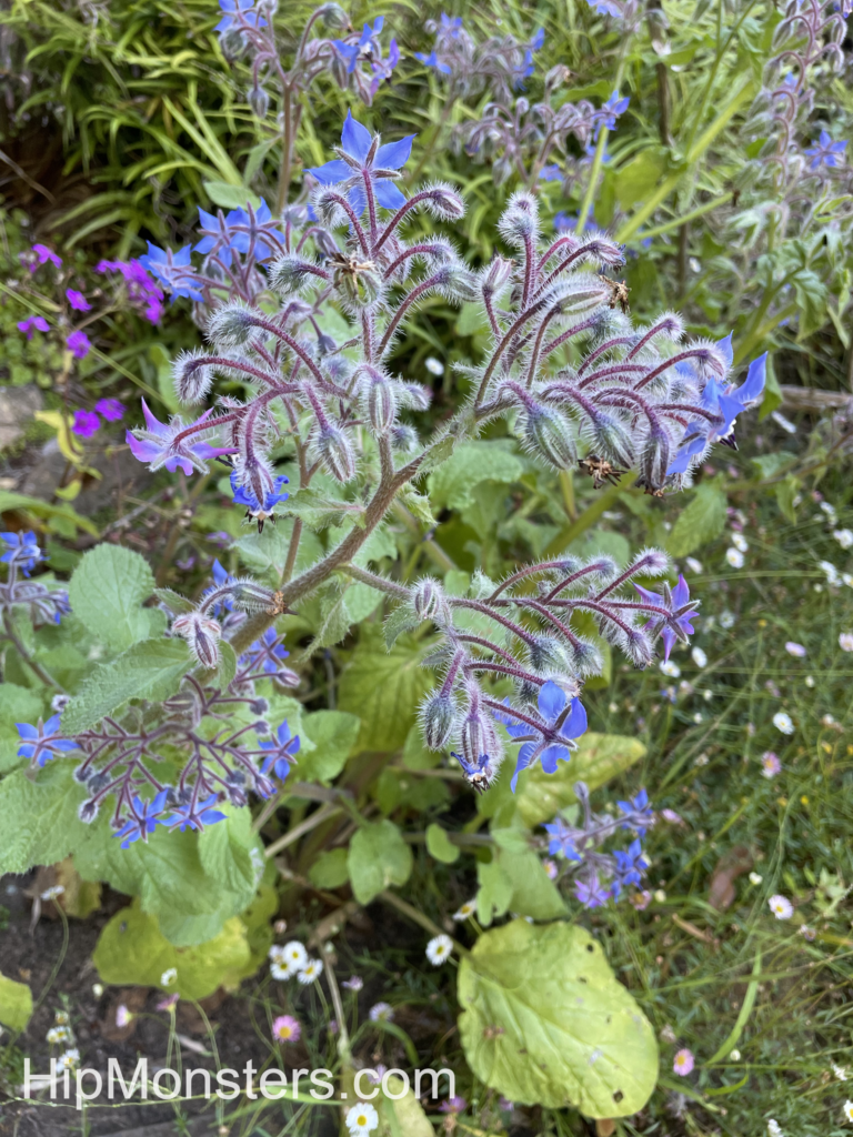 Herb garden borage