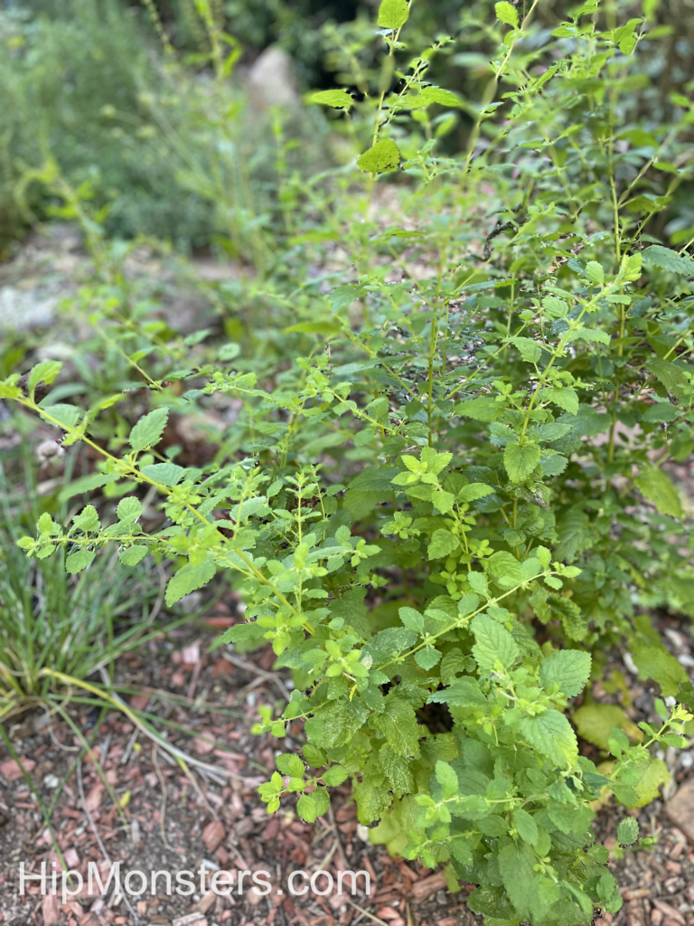 Herb garden oregano