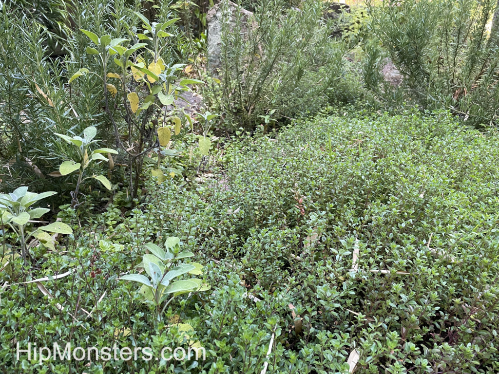 Herb garden., rosemary